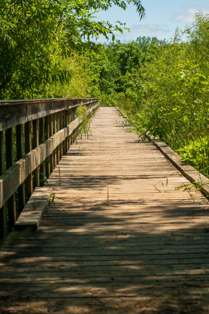 Blackbird Marsh Boardwalk Oxley Nature Center