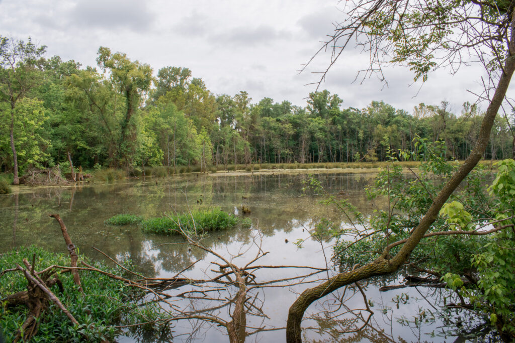 Blue Heron Trail Oxley Nature Center