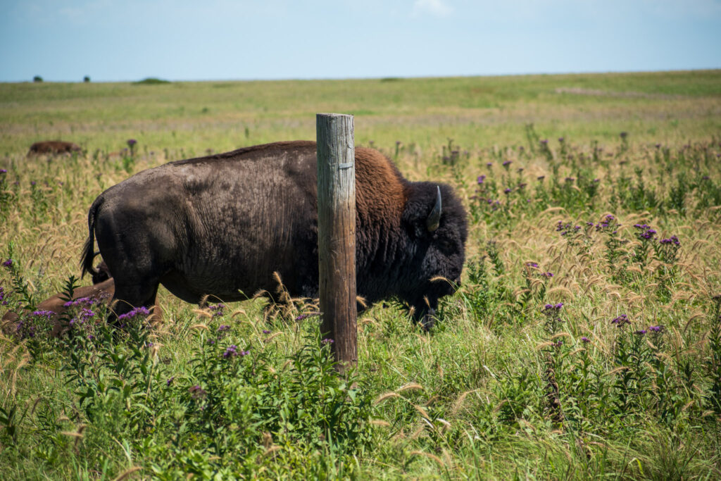 A bison at the Tallgrass Prairie Preserve in Pawhuska is standing next to a fence post.