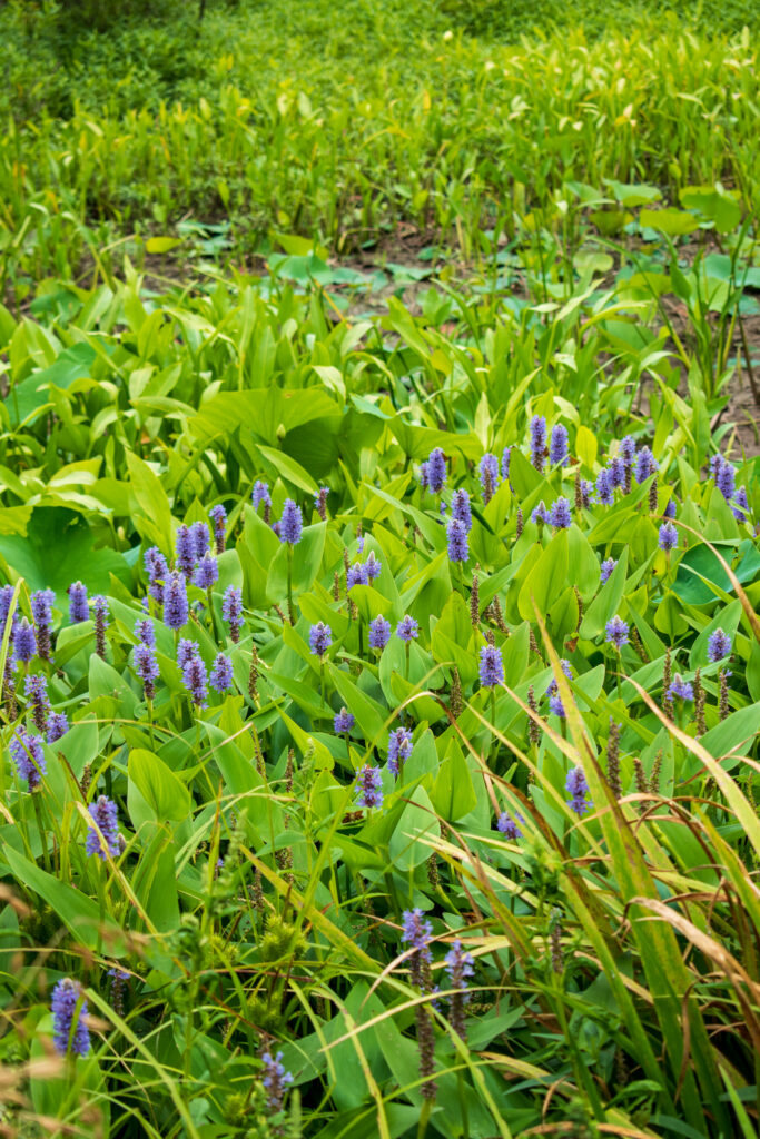 Purple Marsh Flowers Oxley Nature Center