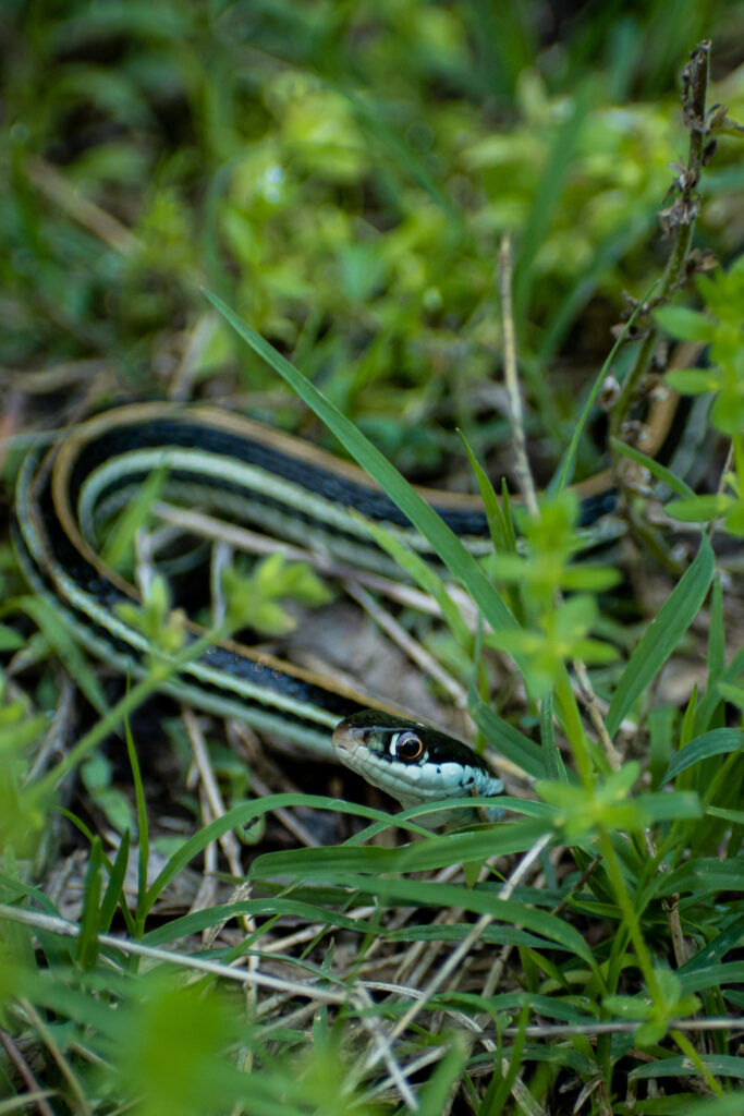 Snake Oxley Nature Center