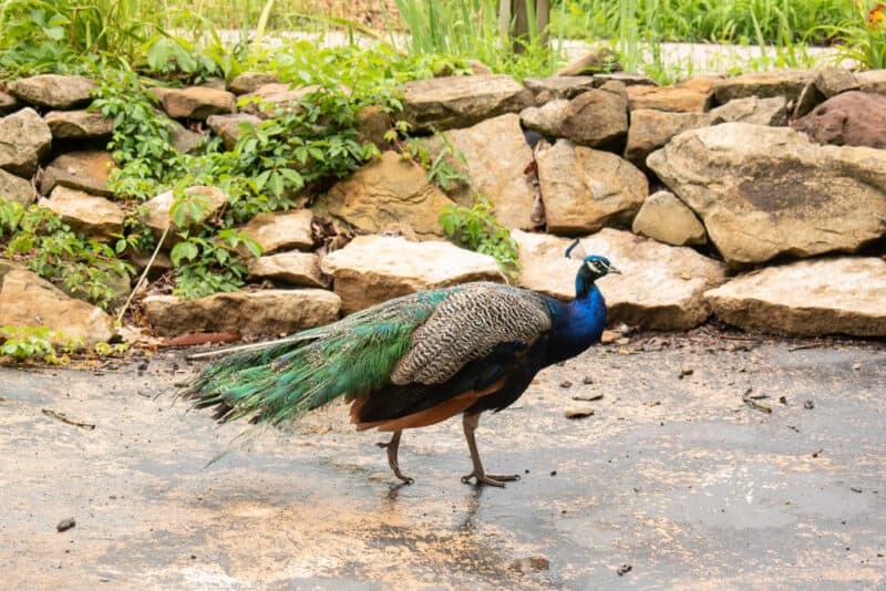 Peacock walking around the Ralph Mitchell Zoo in Independence Kansas