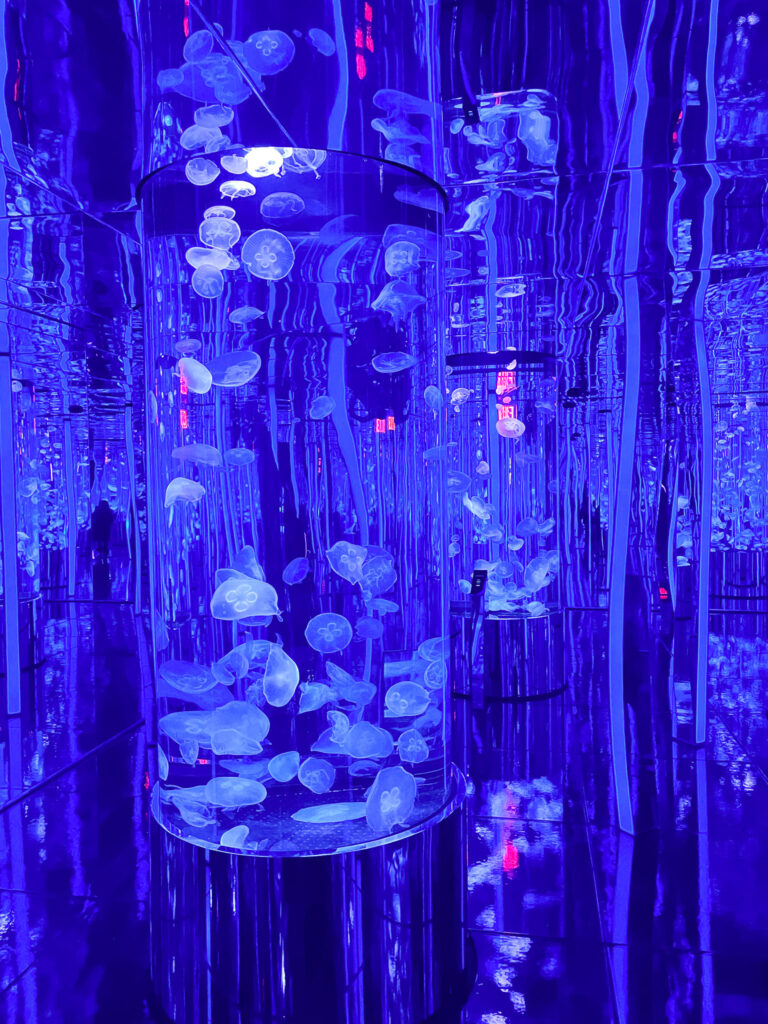 Christmas-time-in-Branson-Missouri Jellyfish Branson Aquarium Things to do in Branson