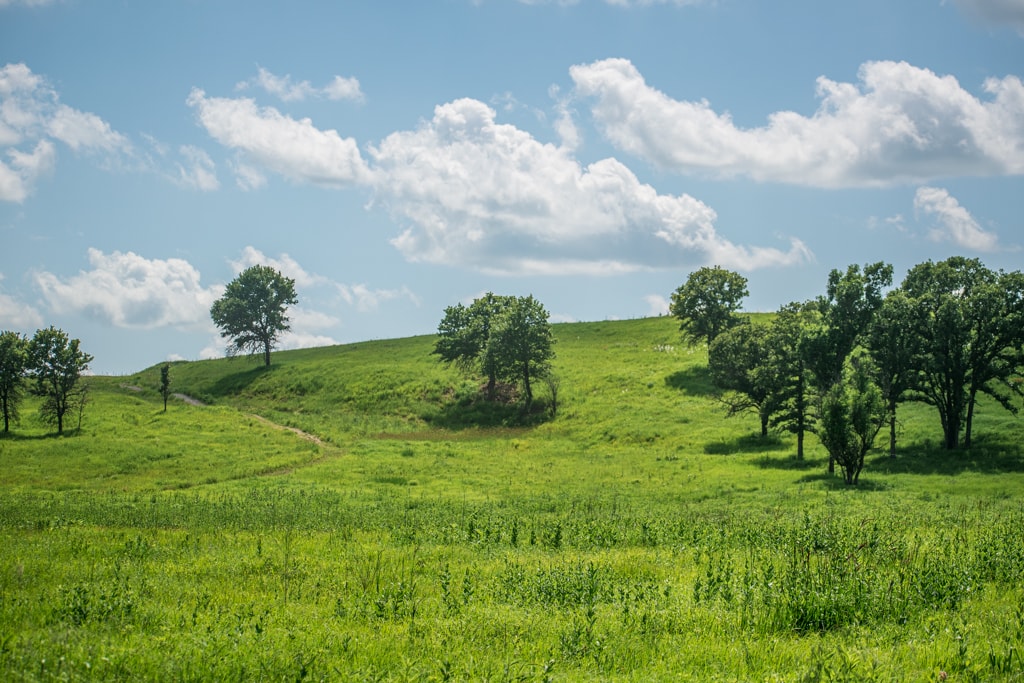 Tallgrass Prairie Trail with Grass and Trees
