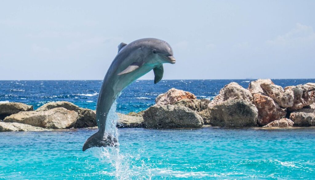 Dolphin