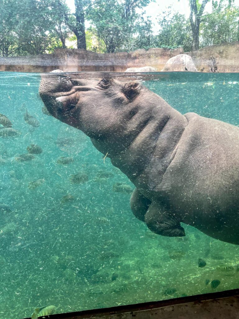 St Louis Zoo Hippo