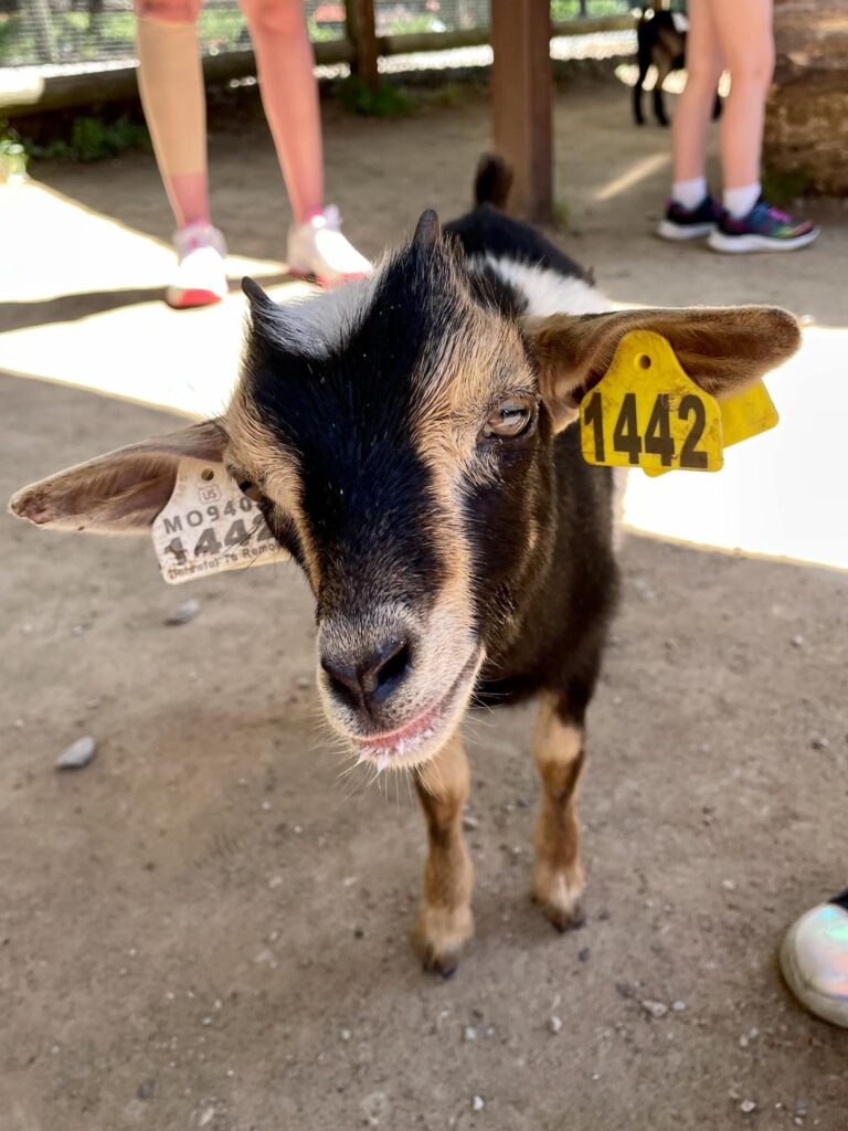 Grants Farm St Louis with Kids Goat