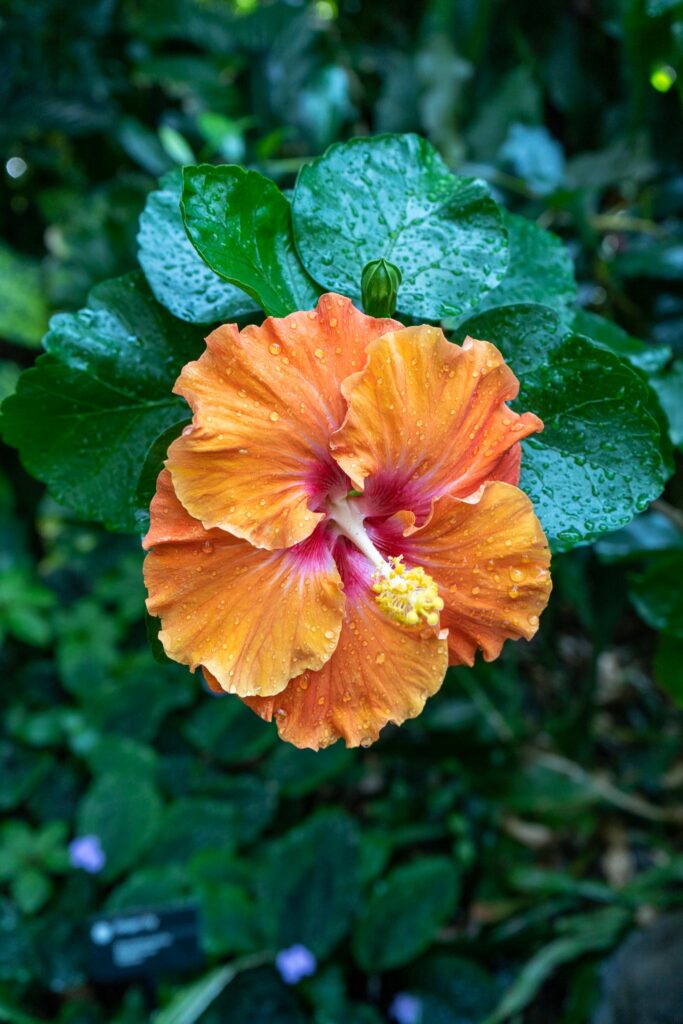 St Louis Botanical Gardens Hibiscus Flower