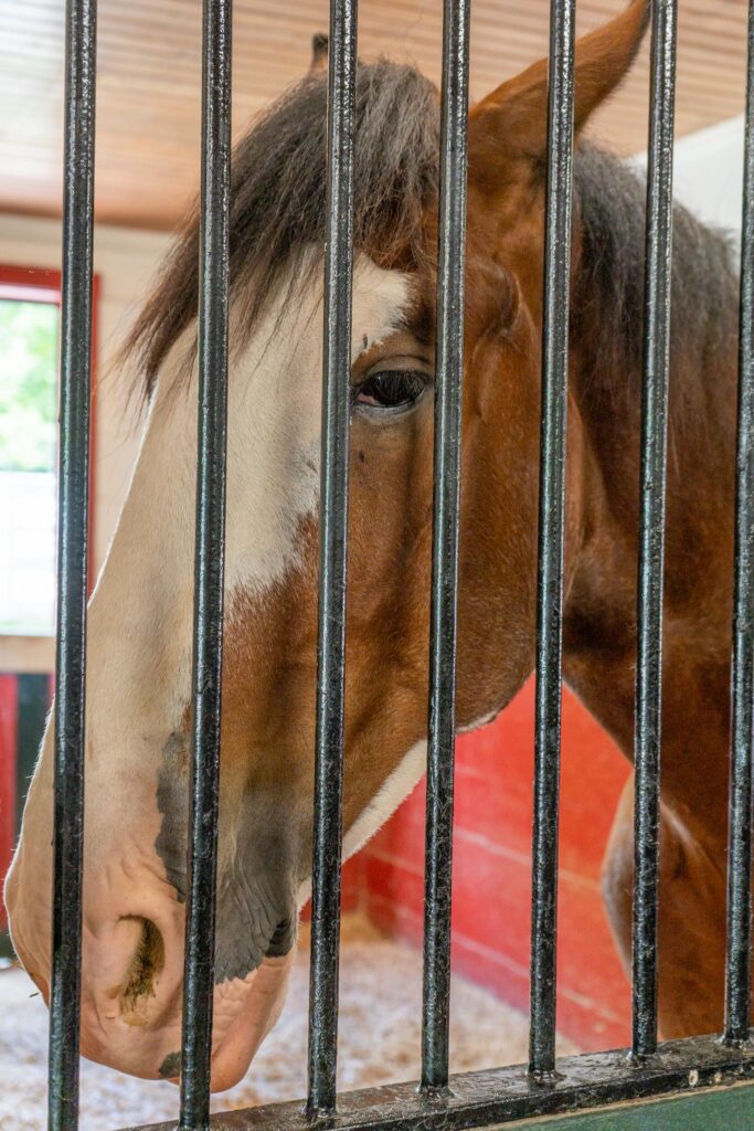 Grants Farm Clydesdales