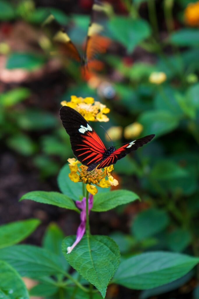 St Louis Zoo Butterfly