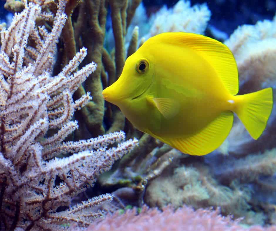St Louis Aquarium