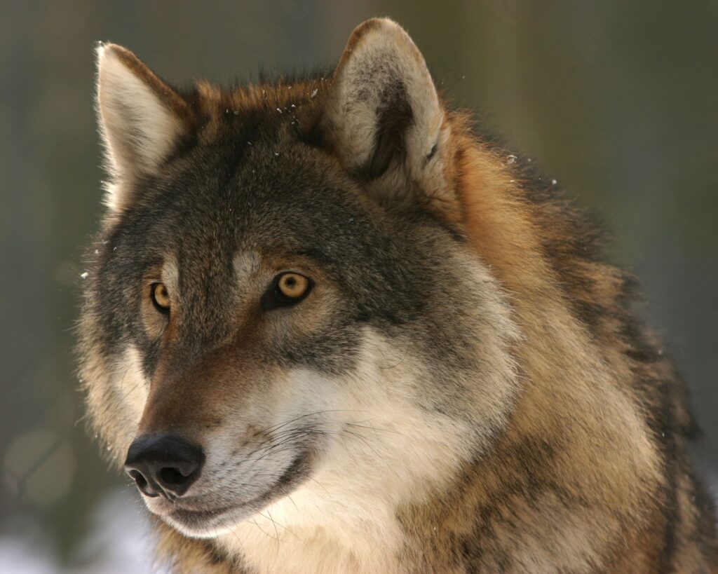 Wolf