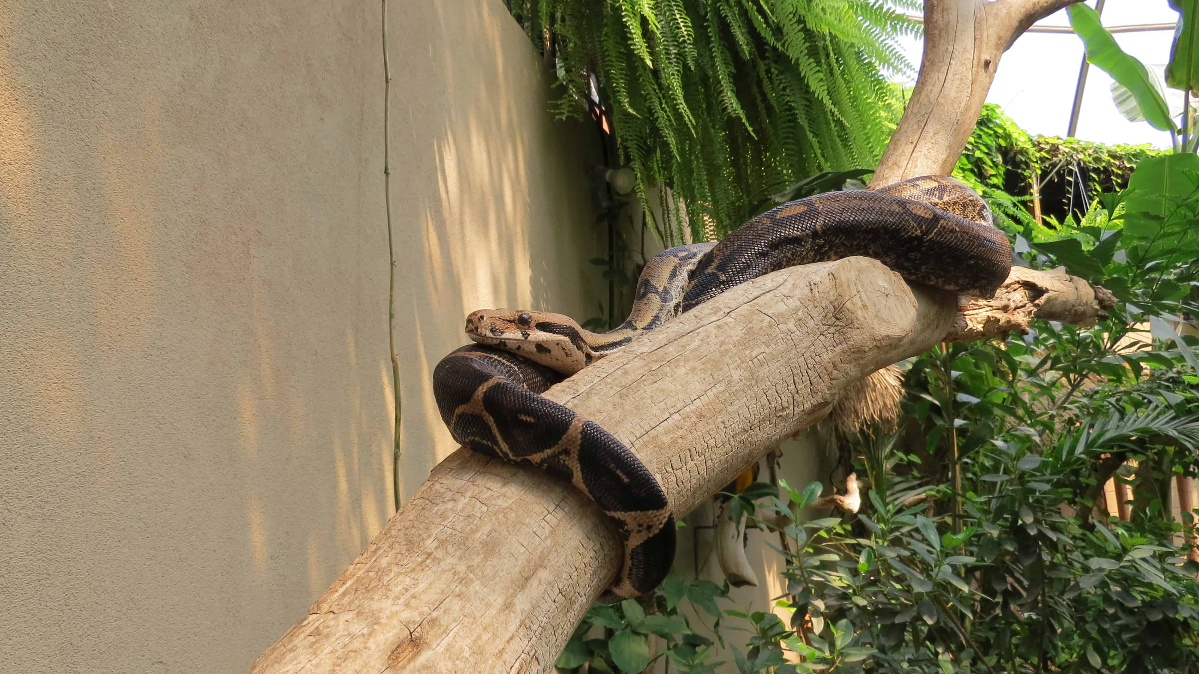 Reptile Gardens Snake in Rapid City