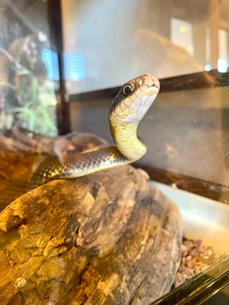 Three Forks Nature Center Snake Sequoyah State Park