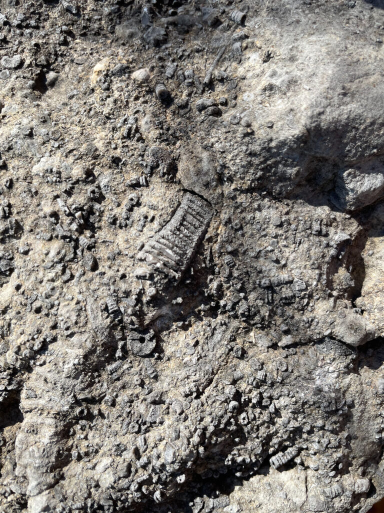 Fossil Trail Sequoyah State Park