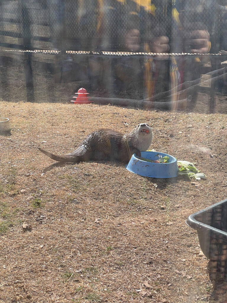 Three Forks Nature Center Otter Sequoyah State Park
