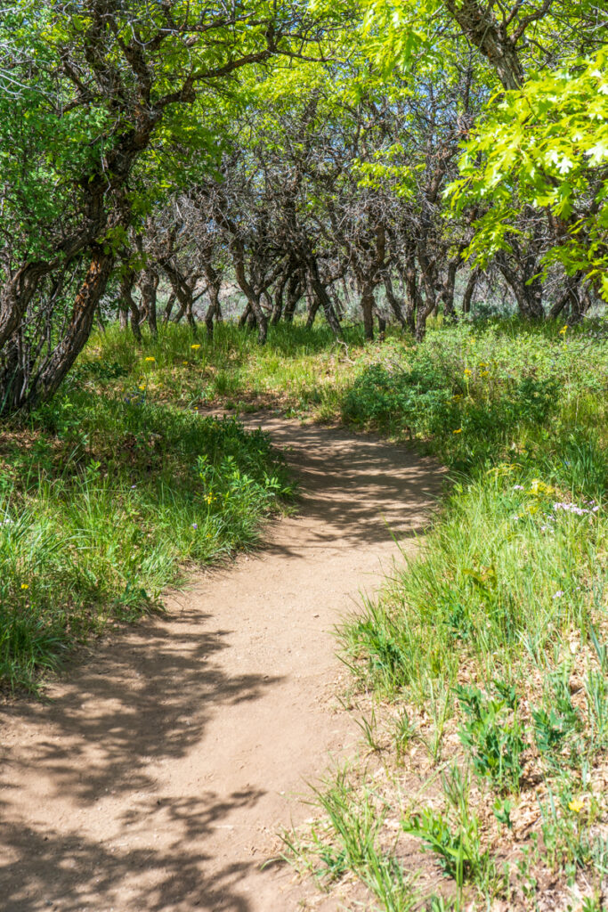 Black Canyon of the Gunnison National Park Nature Trail