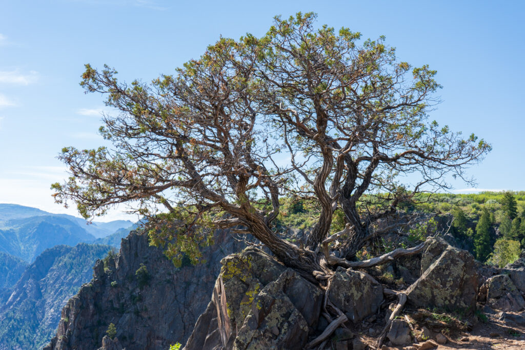Black Canyon of the Gunnison National Park Tree Along Hike