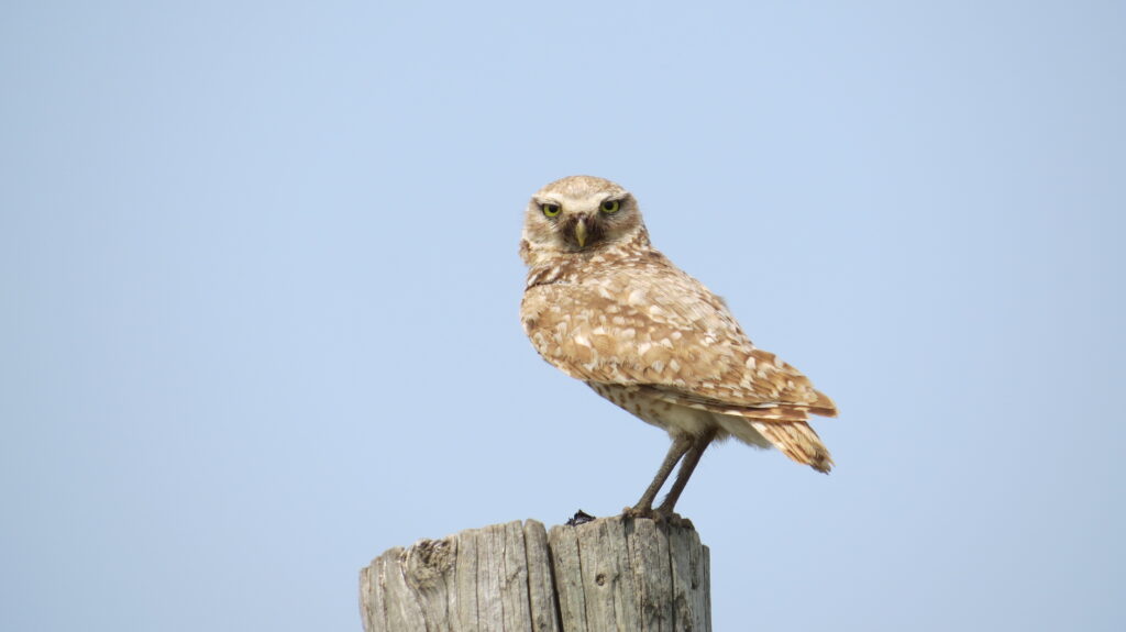 Burrowing Owl Along Sage Creek Rim Road
