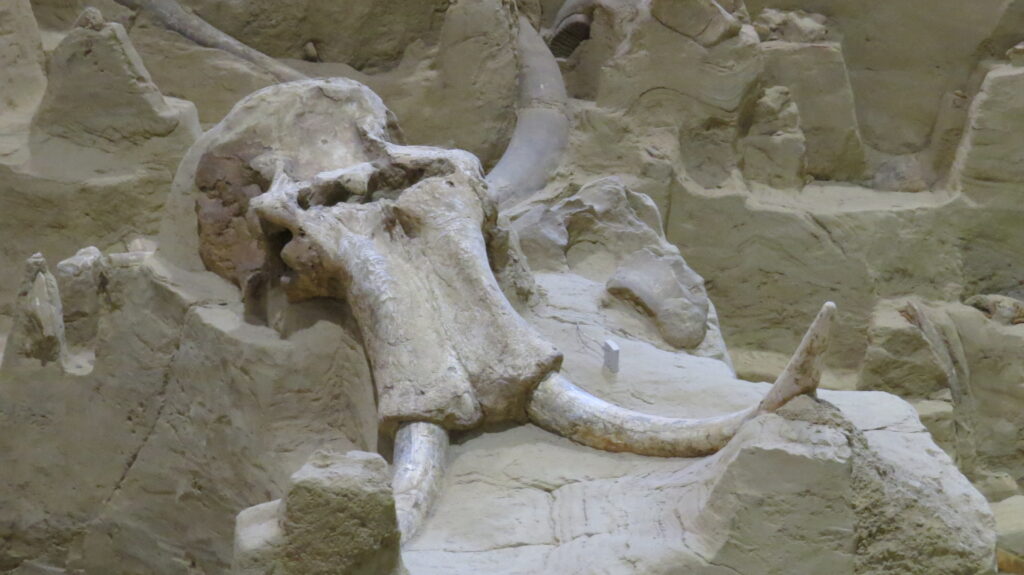 Mammoth Site in Hot Springs South Dakota