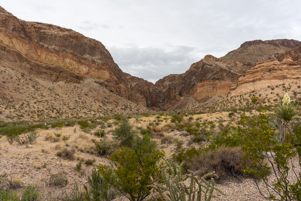 View along the Lower Burro Mesa Pour-off Trail with cactus and yucca