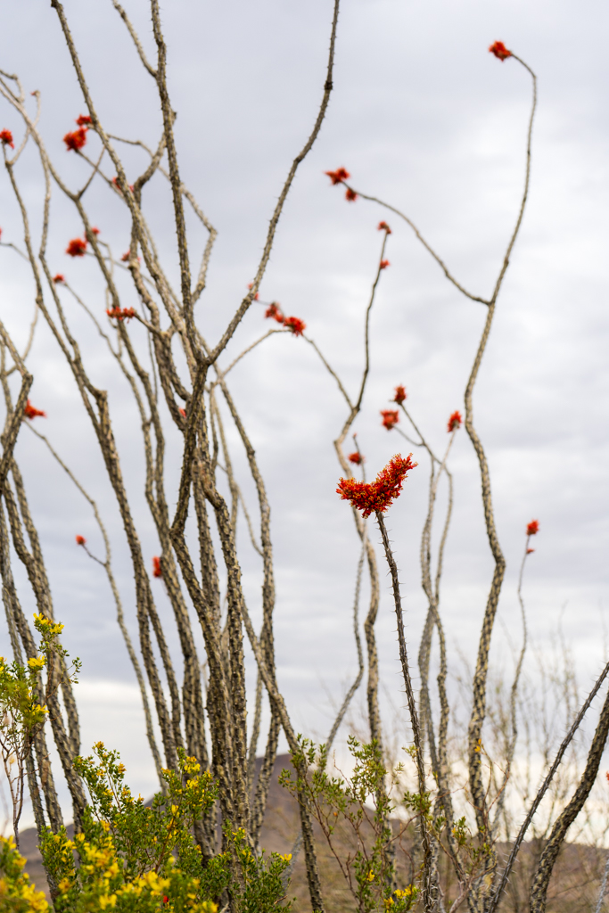 Big Bend Spring Flowers