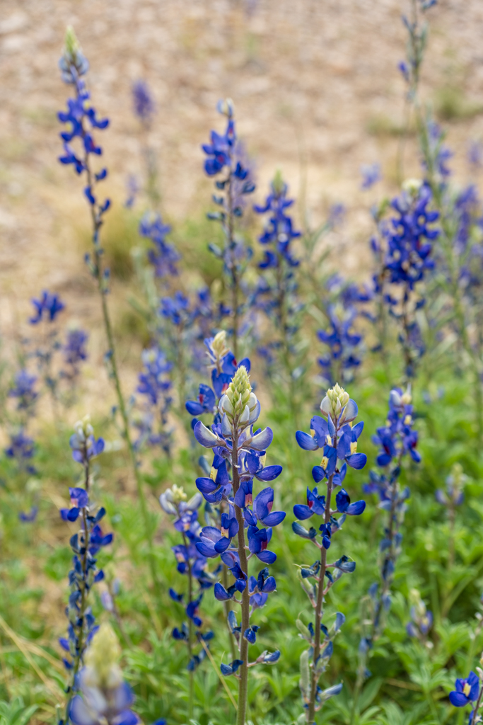 Big Bend Wild Flowers