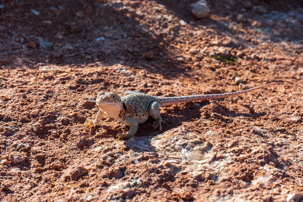 Gloss Mountain Lizard