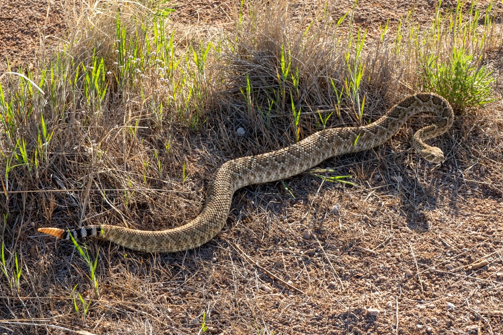 Gloss Mountain Rattlesnake