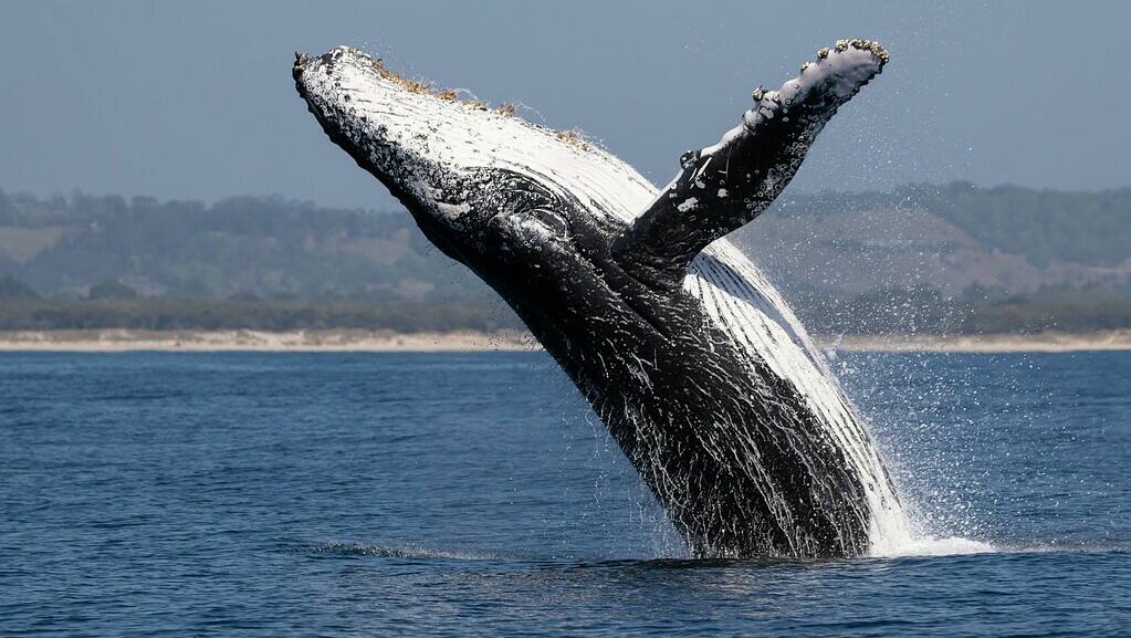 A Humpback Whale breeching (jumping) out of the Pacific Ocean