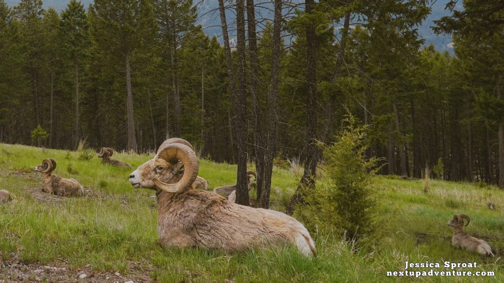 Big Horn Sheep in Kootenay National Park