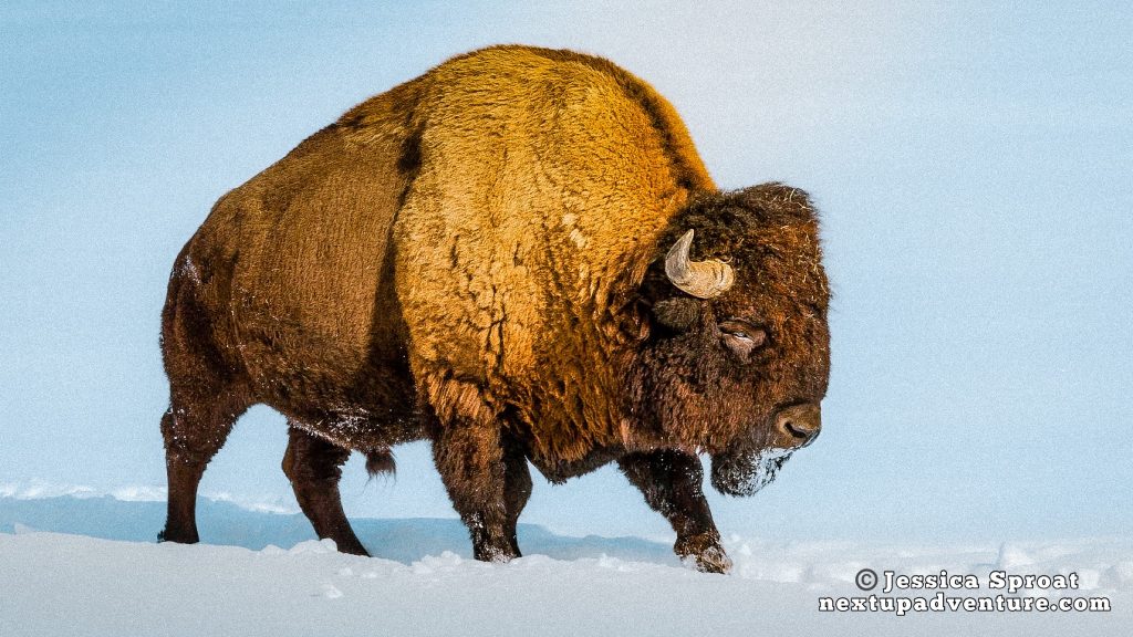Bison in winter in Elk Island National Park., one of the National Parks in Western Canada