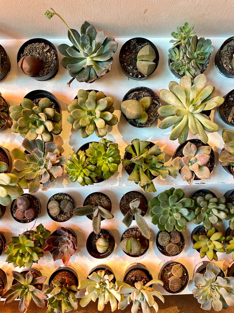 Succulent Shop Selection