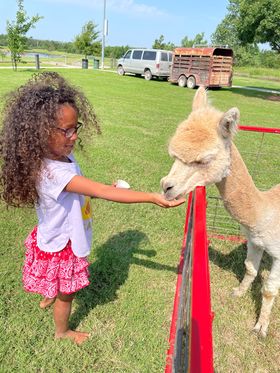 A young girl smiles as she feeds a light brown alpaca through a red metal fence at Chester’s Party Barn & Farm. The petting zoo setup takes place on a sunny day with green grass, creating a welcoming environment for hands-on animal interactions.