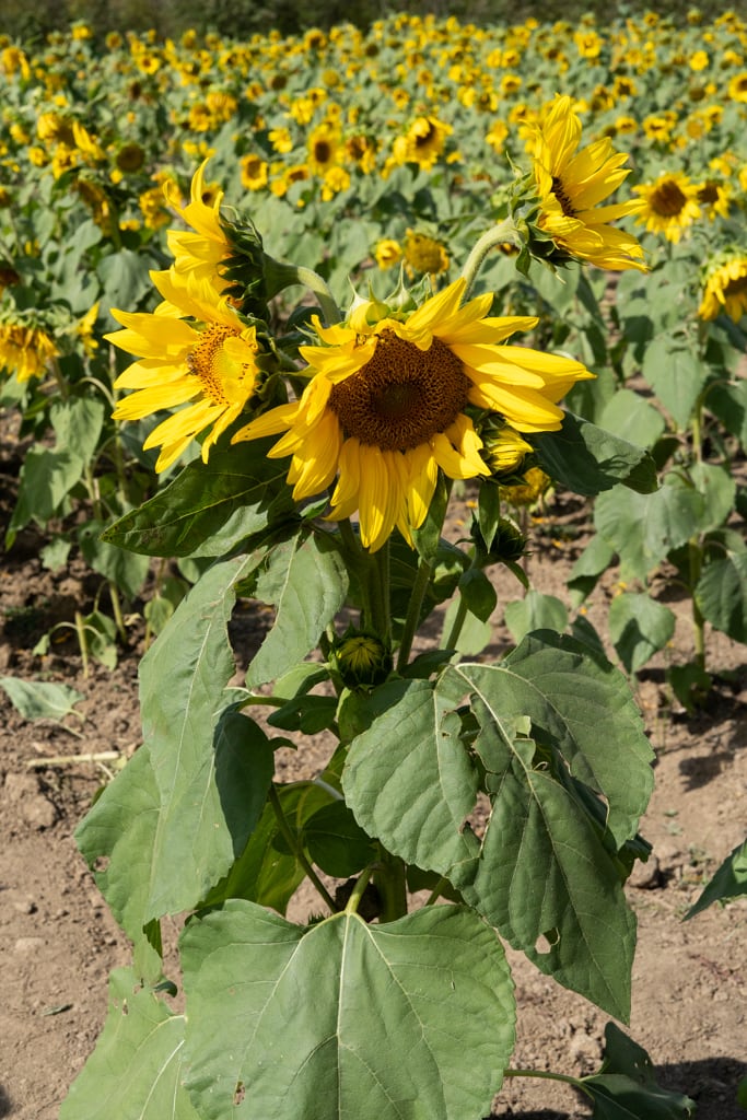 Dusty's Adventure Farms - A tall sunflower plant with several bright yellow blooms stands in the foreground of a wide sunflower field. The petals frame dark brown centers, and large green leaves spread out from the sturdy stem. Rows of sunflowers stretch into the distance under the sunlight.