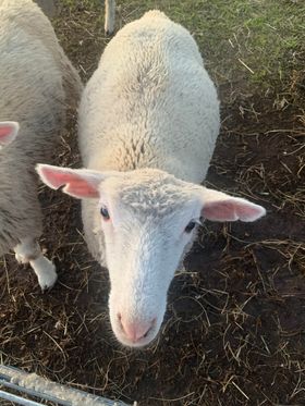 A white sheep with perked ears looks up curiously from inside a fenced pen at Jahn’s Pumpkin Hill. The ground is covered in straw and dirt, adding to the authentic farm atmosphere of this family-friendly fall destination.