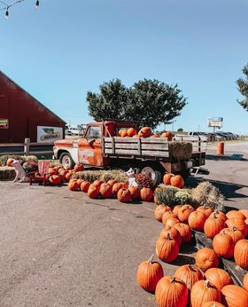 An old red pickup truck loaded with pumpkins sits in front of a barn at P Bar Farms in Hydro, surrounded by rows of bright orange pumpkins and fall decorations. The setup creates a picture-perfect autumn scene ideal for pumpkin picking and seasonal photos.