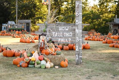 Pleasant Valley Farms - A pumpkin patch display features a wooden growth chart marked “How tall this fall?” beside hay bales decorated with scarecrows and colorful gourds. Dozens of pumpkins are scattered across the field in the background. The setup invites visitors to take fun fall photos while measuring their height.