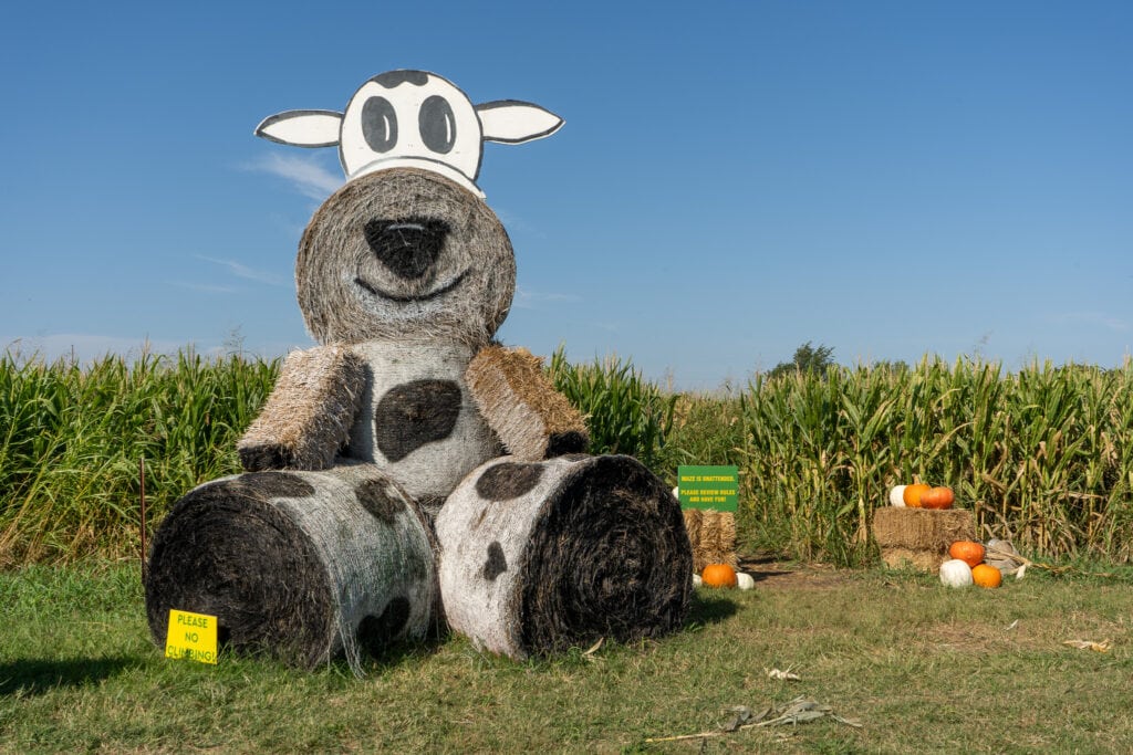 A large hay sculpture shaped like a cow sits in front of a tall cornfield under a clear blue sky. The cow is made of stacked hay bales painted with black spots and topped with a cartoonish cow face cutout, while pumpkins and smaller hay bales are arranged nearby as fall decorations. A small yellow sign in front reads "Please no" as part of a request not to climb on the display.