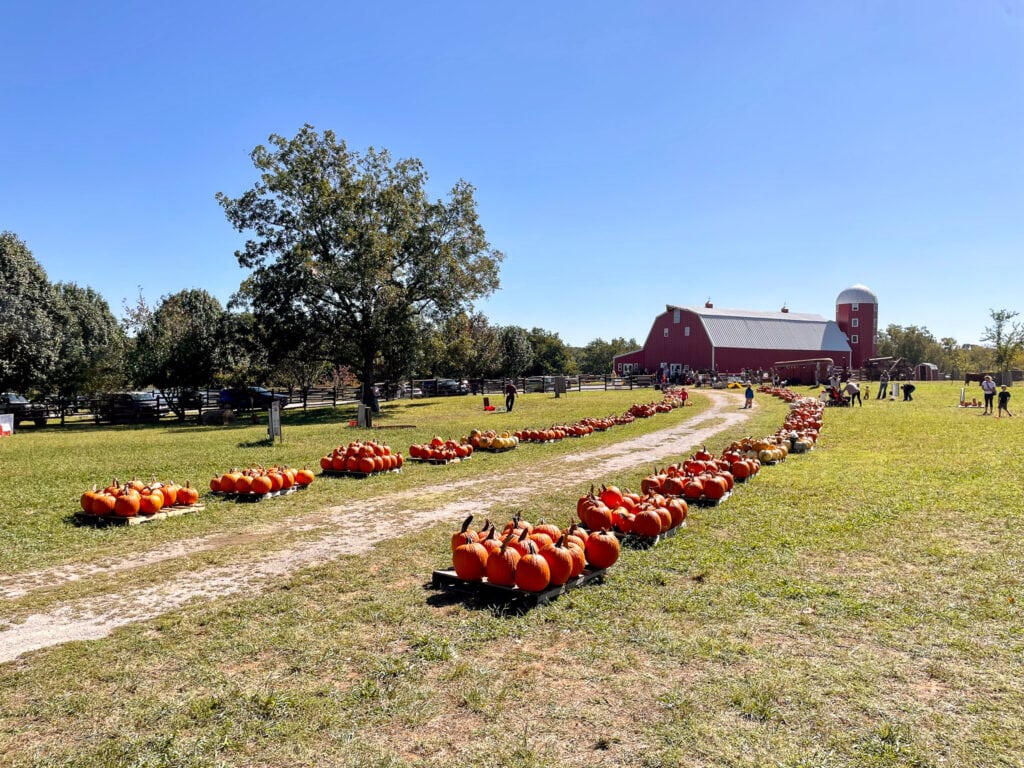 Shepherds-Cross-Claremore- Rows of bright orange pumpkins are neatly lined along a dirt path leading to a large red barn with a silo. Families can be seen walking and exploring the pumpkin patch under a clear blue sky. The open green field and fall setup create a classic farm scene.