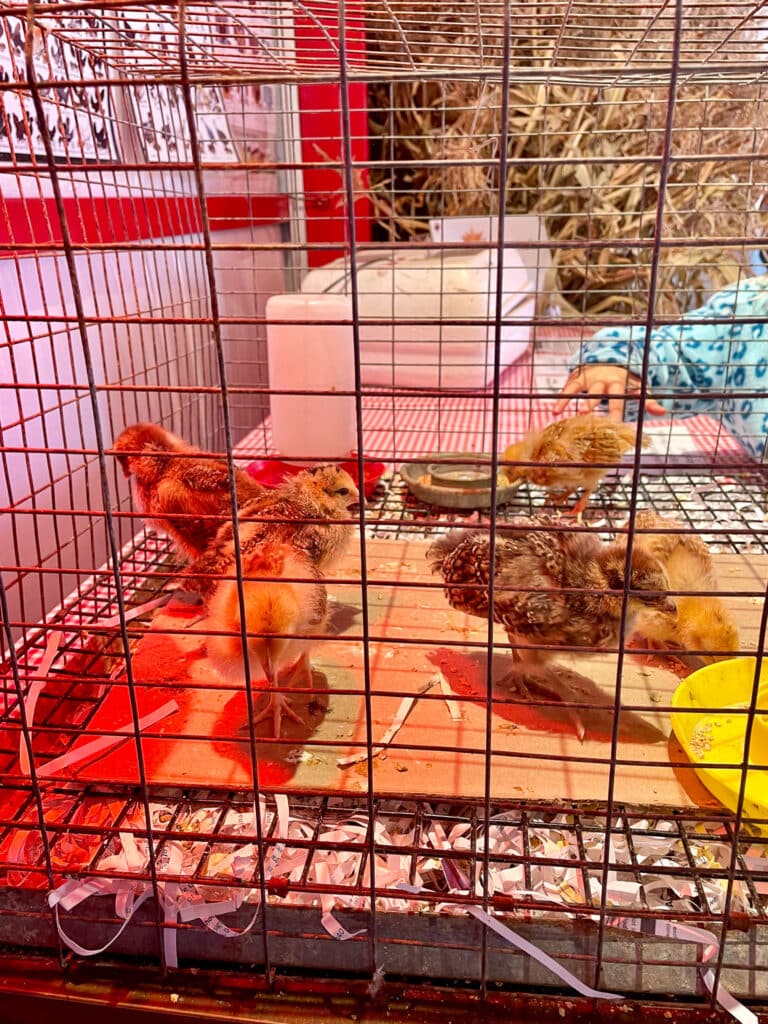 Several fluffy baby chicks stand inside a wire cage with shredded paper bedding and a small yellow food dish. A heat lamp casts a warm red glow over the enclosure, and a child’s hand reaches in gently from the side. Corn stalks and farm decorations can be seen in the background.
