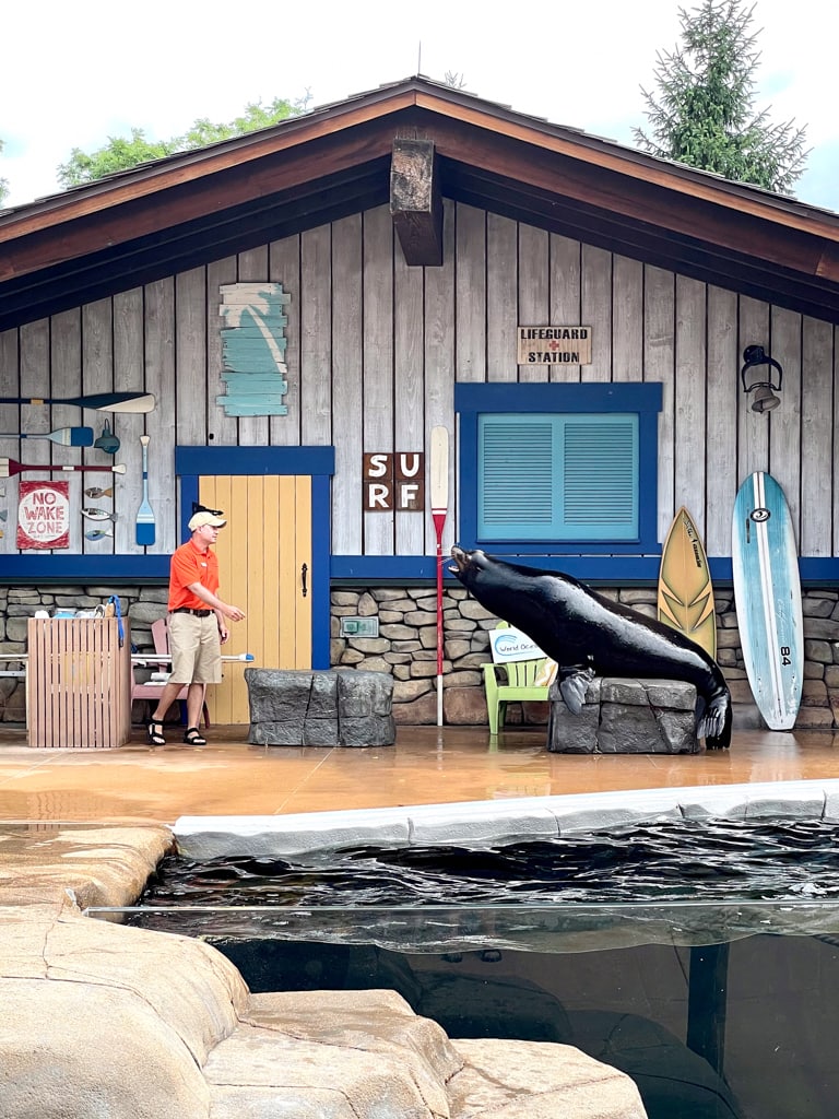 St Louis Zoo Sea Lion Show with Sea Lion on a rock and Trainer Giving Instructions