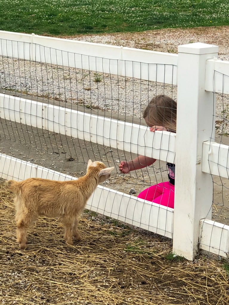 Rutledge-Wilson Farm Park petting Goat