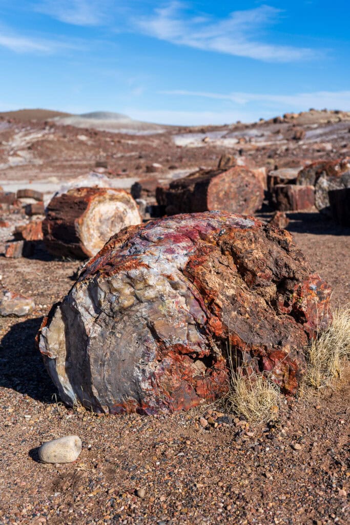 Petrified Wood Along the Crystal Forest Trail During Our One Day at Petrified Forest National Park
