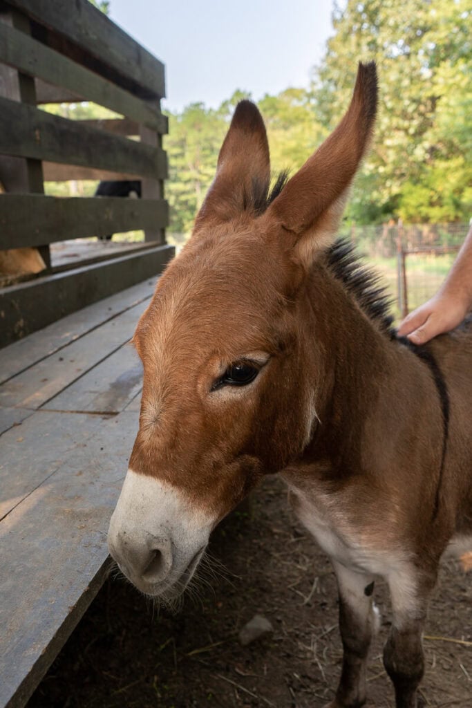 Donkey at the petting zoo, one of the best things to do at Robbers Cave State Park
