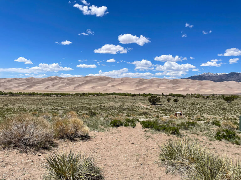 Landscape at Great Sand Dunes National Park with Dunes in the Background and shrubs in the front