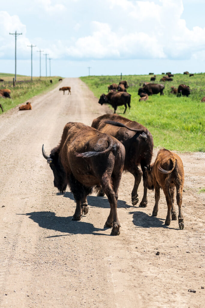 Seeing bison at the Tallgrass Prairie Preserve is a top thing to do in Pawhuska.