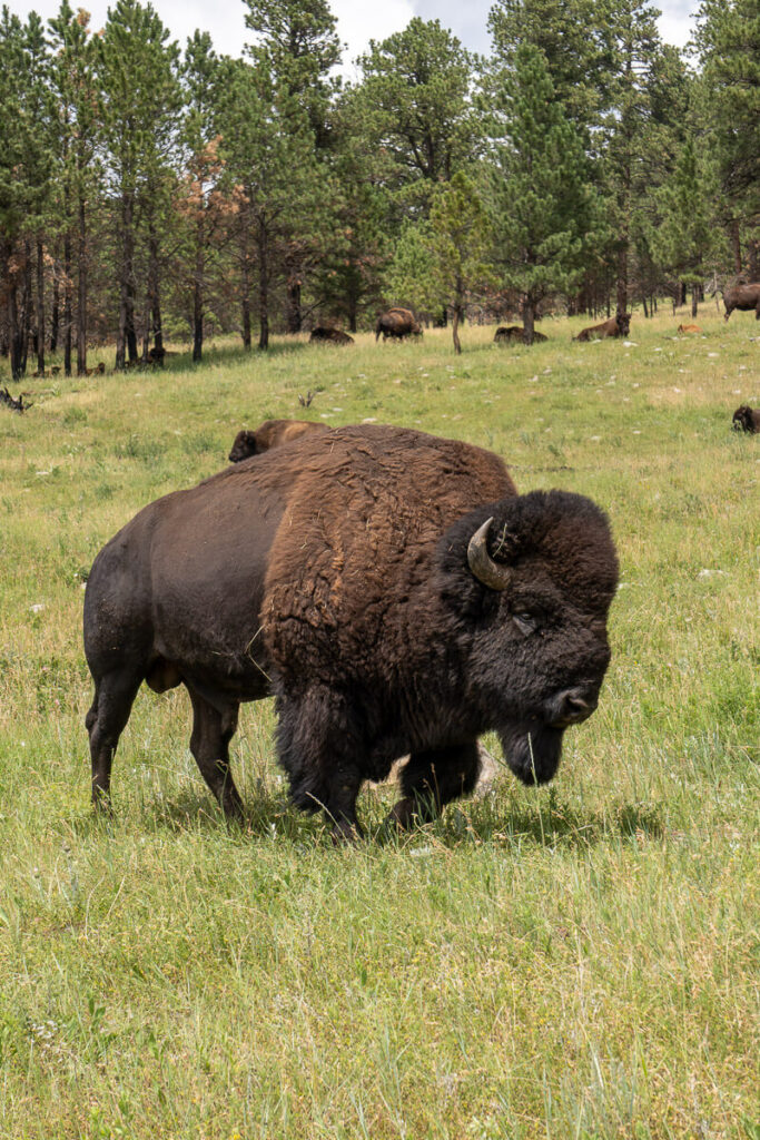 A bison bull walking across the grass along the Wildlife Loop Road in Custer State Park