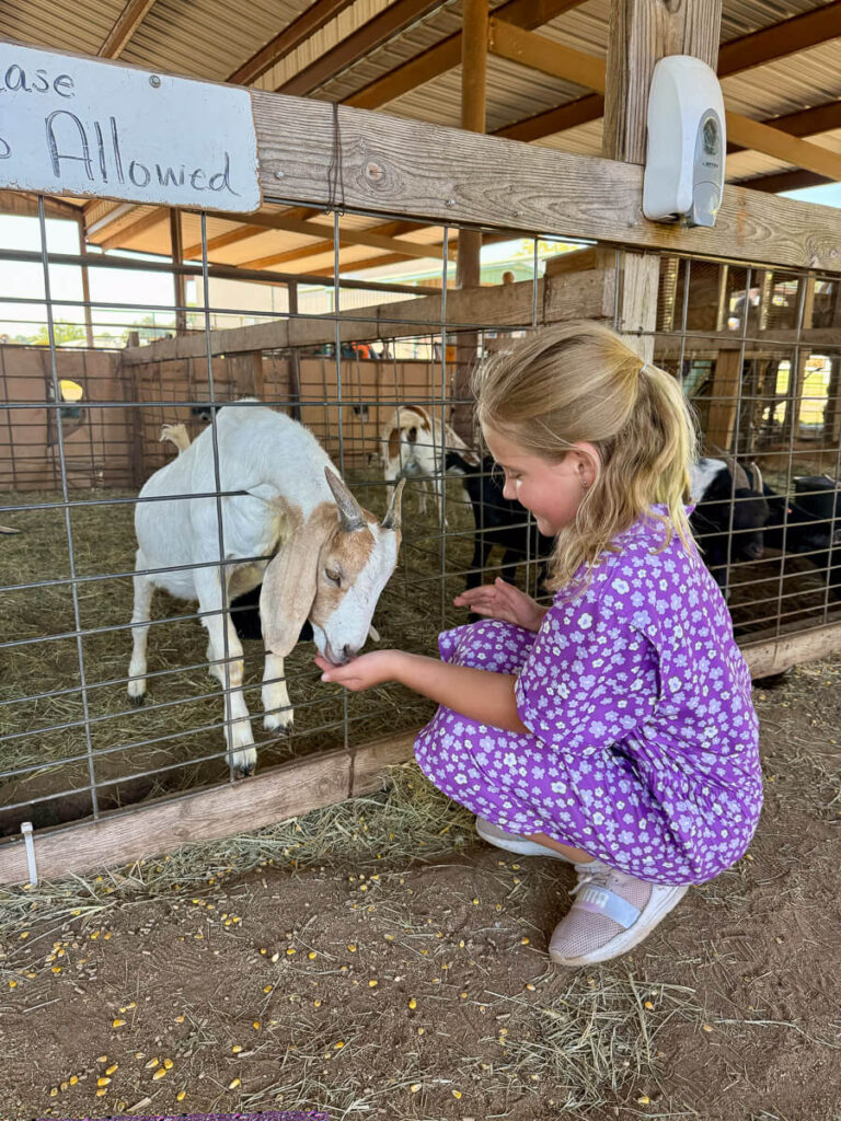 A young girl in a purple floral dress crouches beside a pen, feeding a white and brown goat through the wire fence. Several other goats stand in the background inside the barn. Scattered corn kernels lie on the ground near her feet.