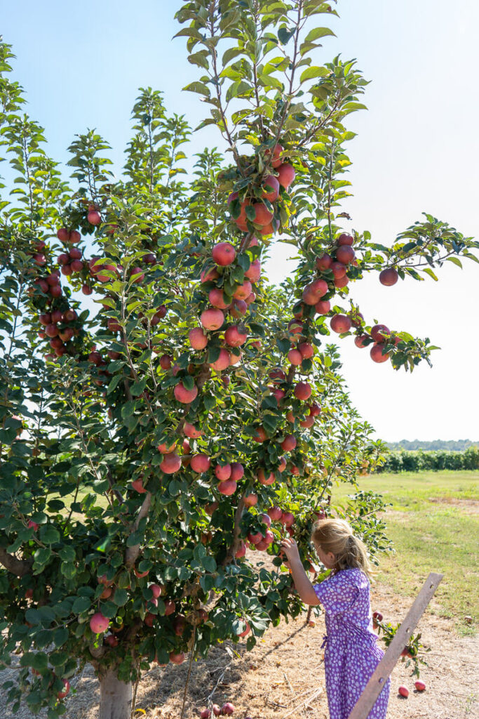 A young girl in a purple dress reaches up to pick apples from a tree heavy with bright red fruit. The orchard stretches out in the background under a clear blue sky. Fallen apples scatter on the ground beneath the tree.